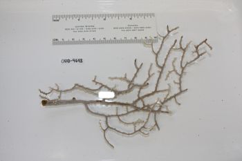 Media type: image;   Invertebrate Zoology CNID-4648 Description: Preserved specimen.;